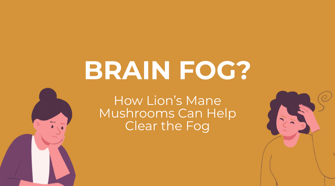 Brain Fog? How Lion’s Mane Mushrooms Can Help Clear the Fog