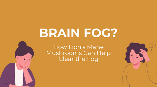 Brain Fog? How Lion’s Mane Mushrooms Can Help Clear the Fog