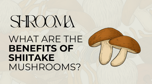 What Are the Benefits of Shiitake Mushrooms? (And Why We’re Growing Them at Shrooma)